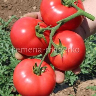 Томат Пинк Найс F1  500 (семян)