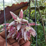 Хойя UNDULATA size S