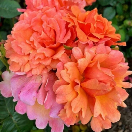 Роза Изи Дас Ит