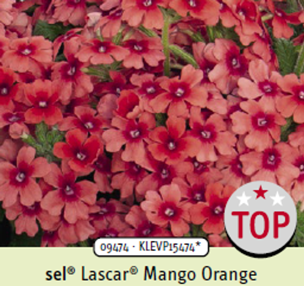 ЕВРО Вербена Lascar Mango Orange укорененный черенок ОКС начало декабря