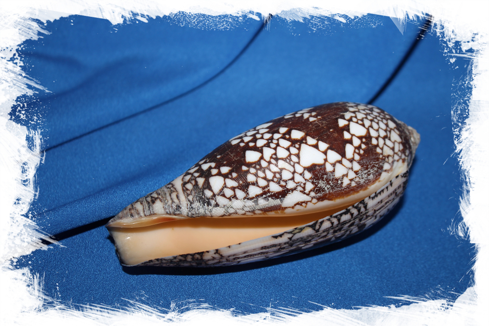 Конус ауликус (Conus aulicus)