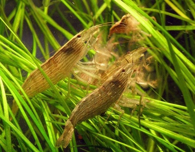 Фильтратор Банановый М