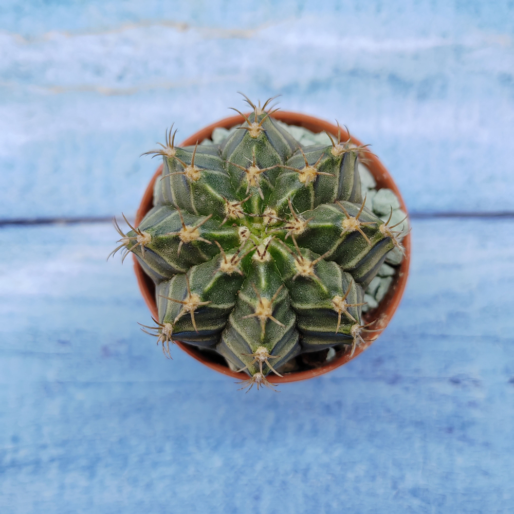 Gymnocalycium Friedrichii (Гимнокалициум)