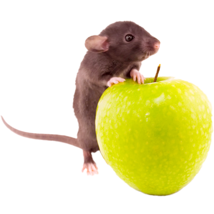 Витамины