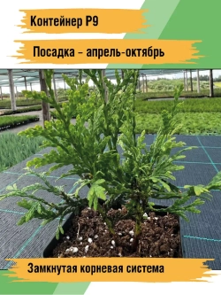 Саженец Туя западная Брабант 3 шт хвойные