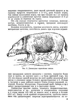 Свиноводство | Редькин Андрей Петрович