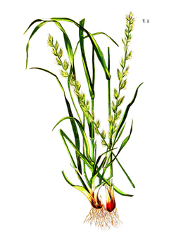 Иллюстрированная классификация главнейших сортов луговых трав. с кратким описанием каждой травы в отдельности, 2 выпуск, 18 хромолитографических таблиц | Нет автора