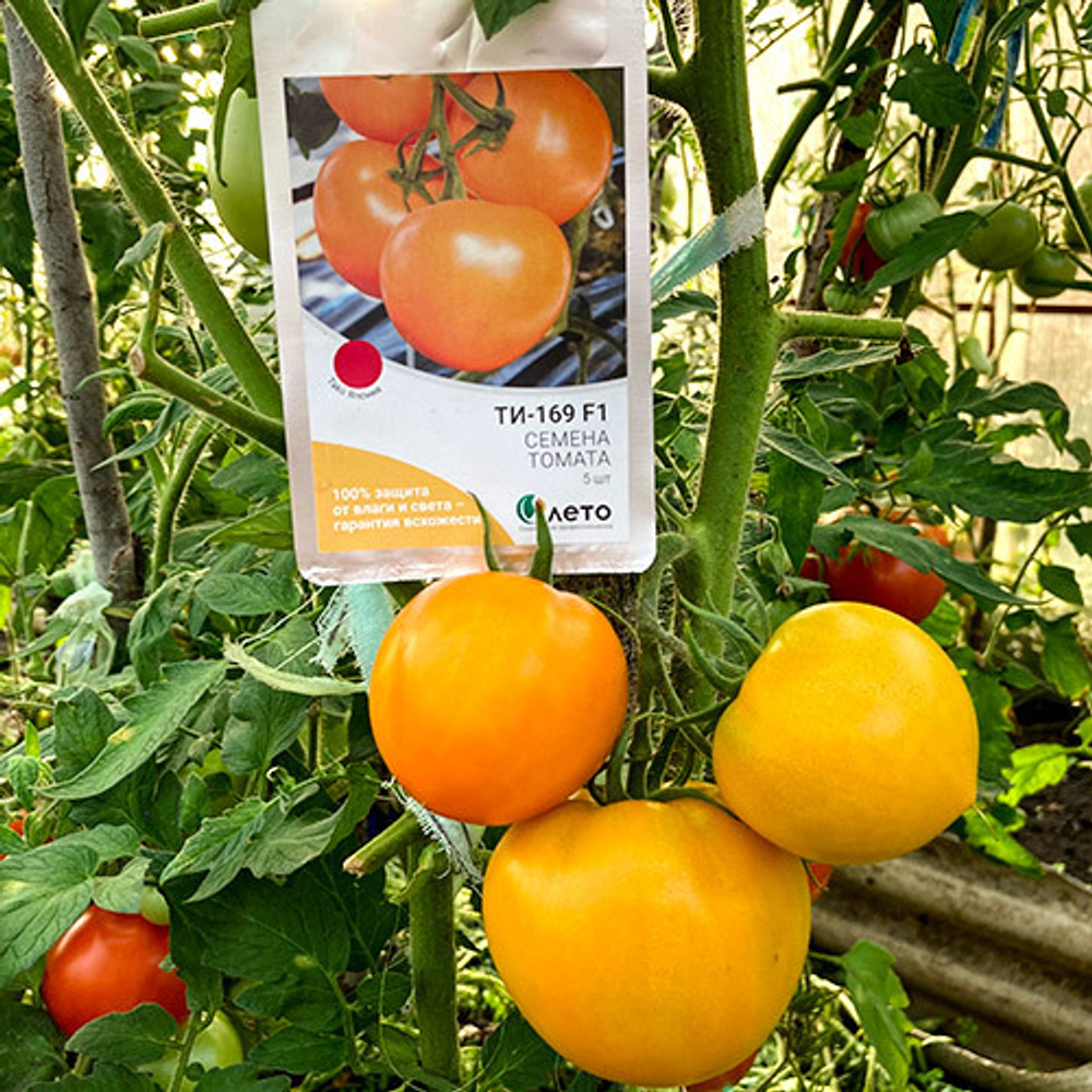 Cемена томата Ti-169 F1