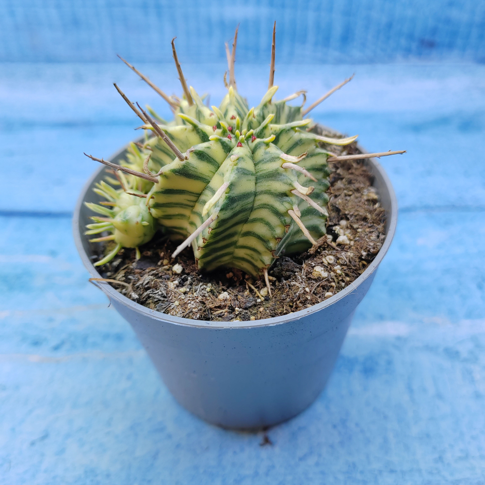 Euphorbia meloformis f. Variegated (Эуфорбия вариегатная)
