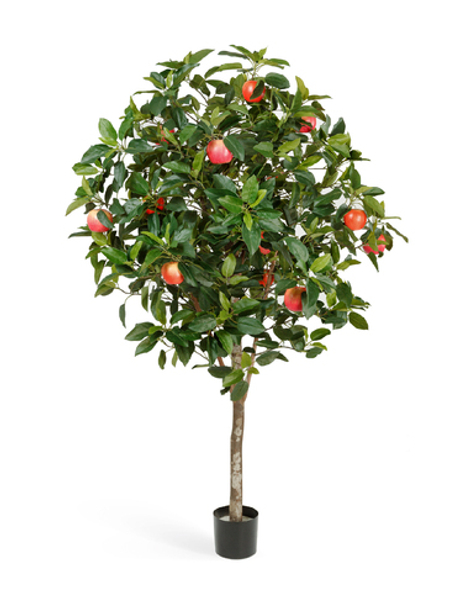 Яблоня 180 см