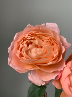 Букет из кустовых пионовидных роз сорта Джульетта в оформлении