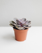 Эхеверия Перлевон Нюрнберг