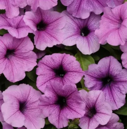 Петуния Изи Вейв Плам Вейн Рассада ОКС конец Марта