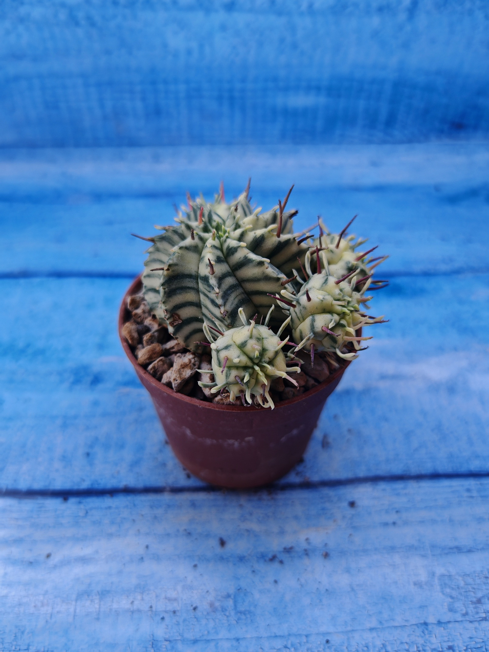 Euphorbia meloformis f. Variegated (Эуфорбия вариегатная)