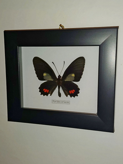 Бабочка Parides erlaces в рамке
