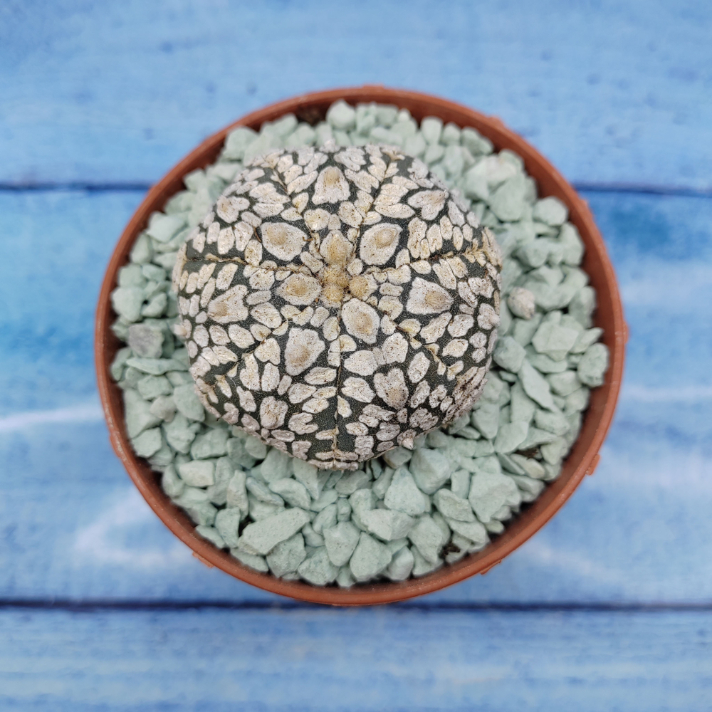 Astrophytum Asterias "Super Kabuto" (Астрофитум)