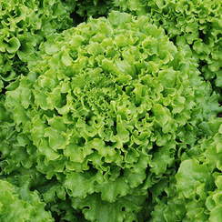 Кайпира семена салата батавия (Enza Zaden / Энза Заден)