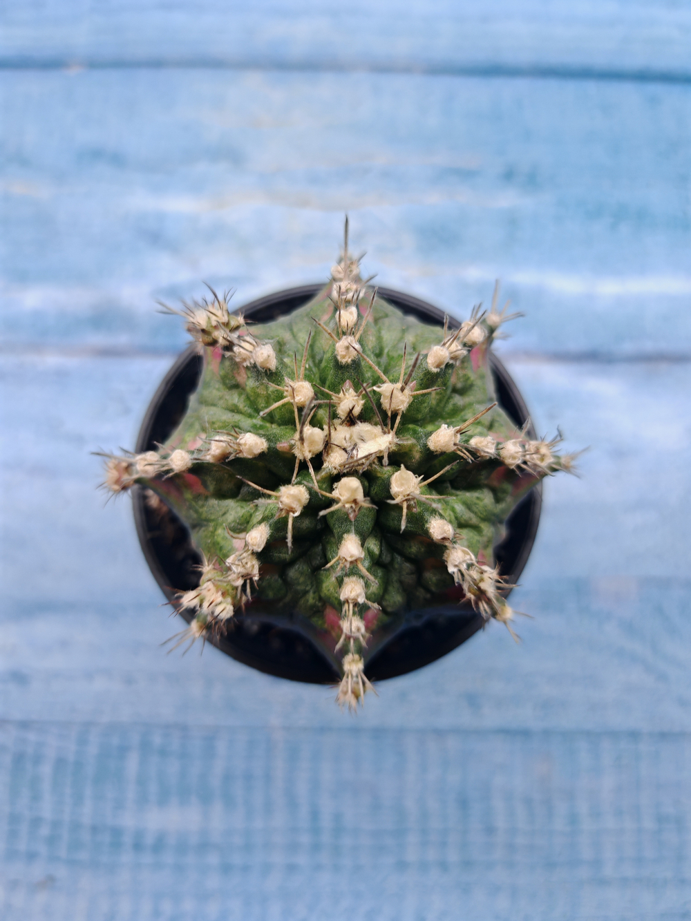 Gymnocalycium T-Rex Pink hybride (Гимнокалициум T-rex)