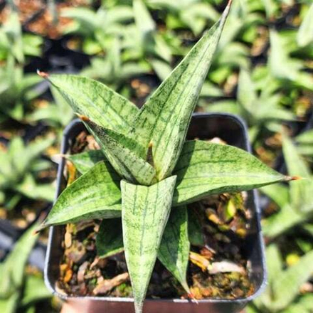 Сансевиерия LAVENDER