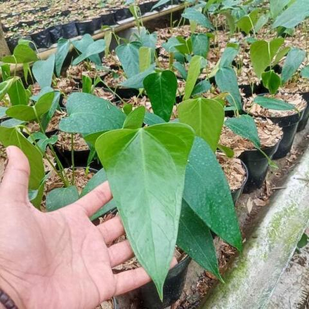 Антуриум SUBSIGNATUM