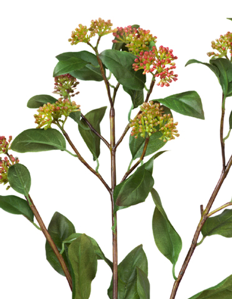 Ветвь Калликарпы зелёно-бордовая