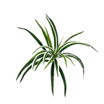 Хлорофитум зелено-белый куст 35 см