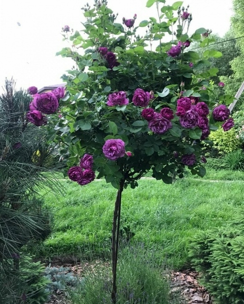 Роза На Штамбе Минерва