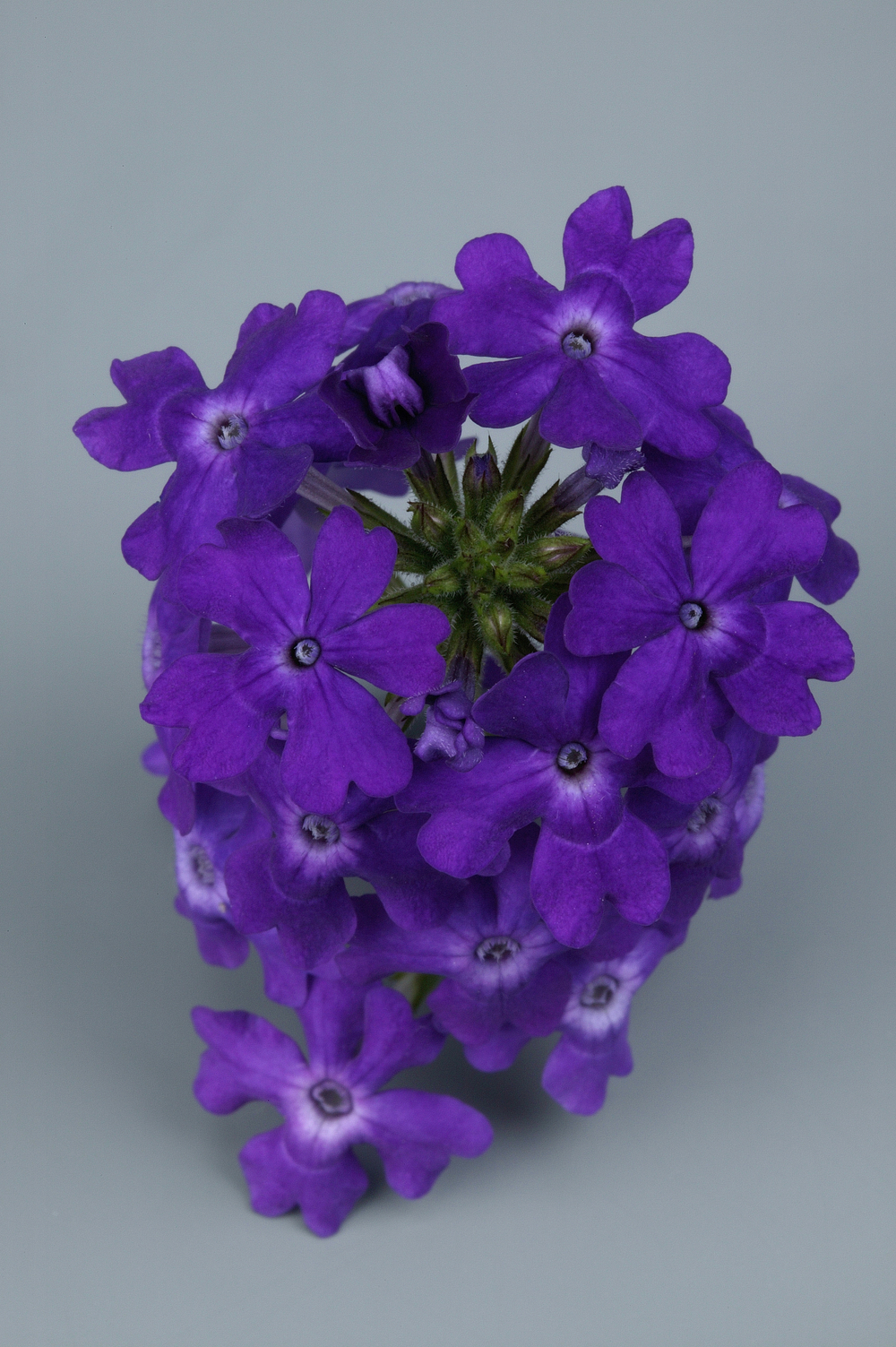 ЕВРО Вербена TAPIEN Violet укоренный черенок ОКС февраль 26 Kohen