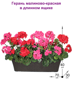 Герань малиново-красная 70см в длинном ящике
