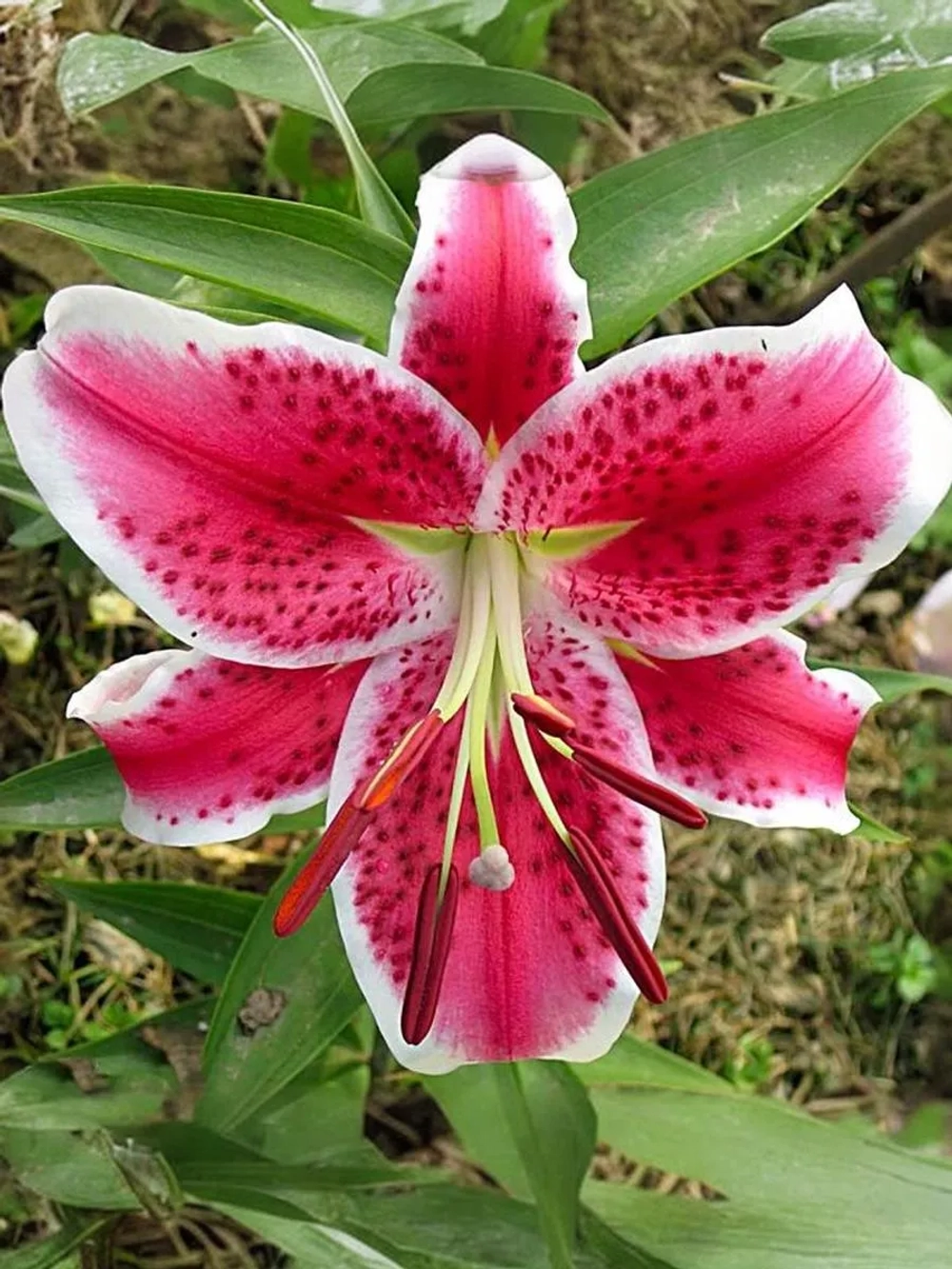 Лилия Старфайтер (Восточный гибрид)