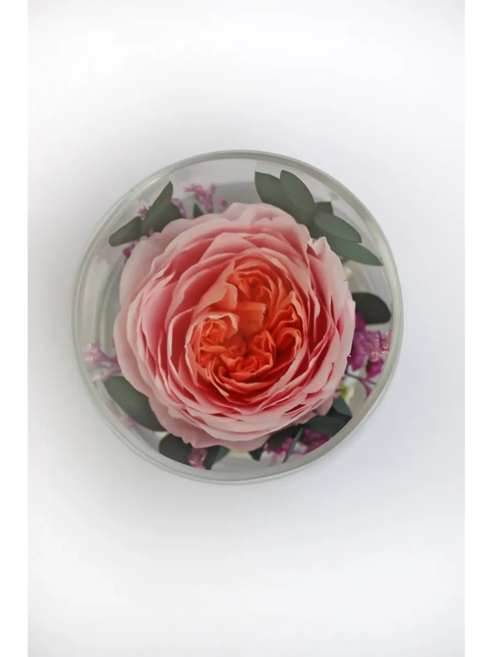 натуральный пион в стекле, вакуум*