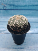 Astrophytum Asterias (Астрофитум)