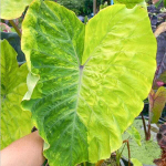 Колоказия THONG SAMILA