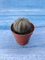 Euphorbia Obesa (Эуфорбия)