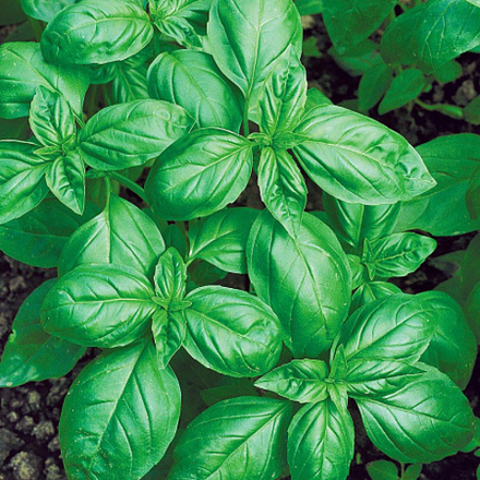 Базилик Зеленый ароматный 0,5г Ц Волжский Сад