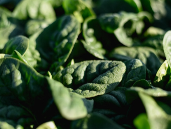 Кросстрек F1 семена шпината (Enza Zaden / Энза Заден) – фото 4