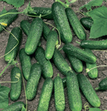 Меренга F1 семена огурца партенокарпического (Seminis / Семинис)