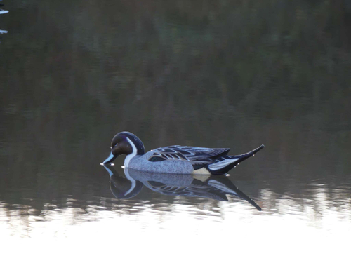 Шилохвость селезень "FA LAST PASS PINTAIL FLOATERS" (12 селезней) FA-233520