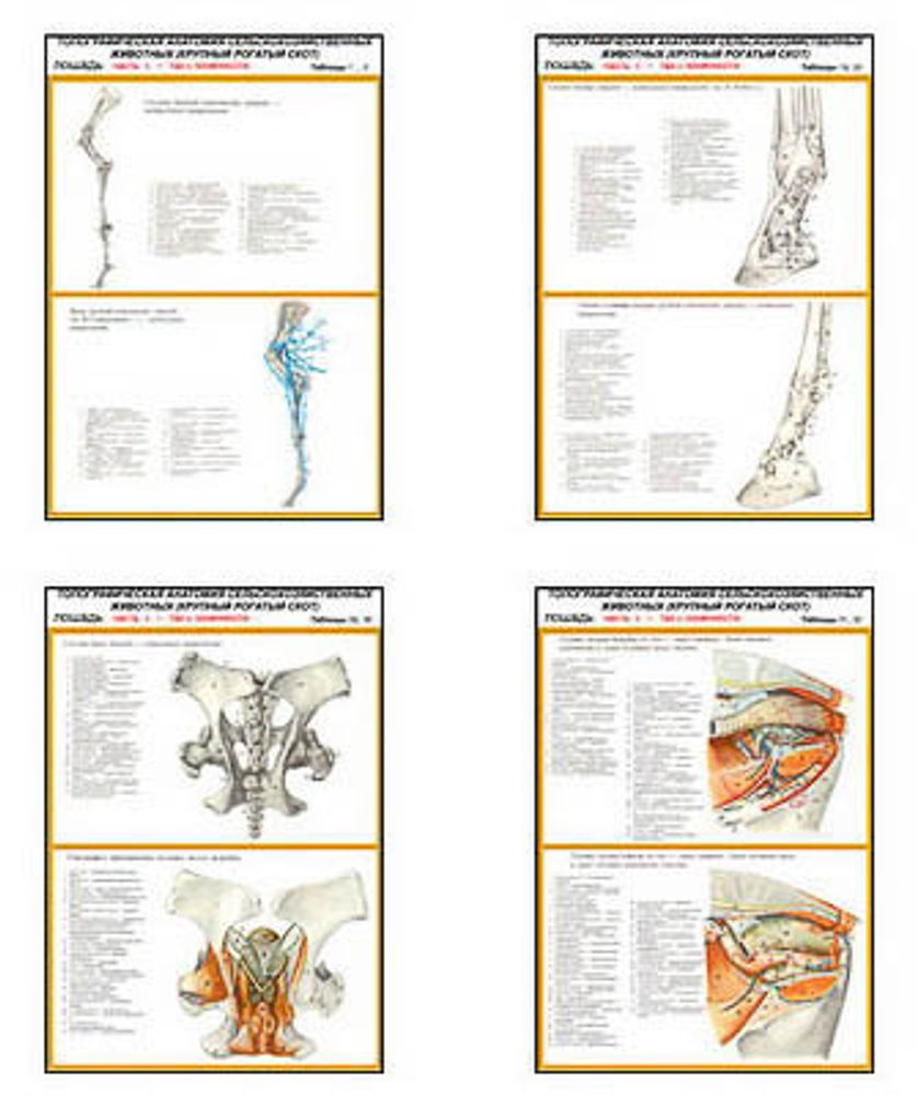 Плакаты ПРОФТЕХ &quot;Топограф. анатомия. Лошадь. Таз и конеч.&quot; (22 пл, винил, 70х100)