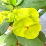 Эуфорбия Миля JADE DRAGON