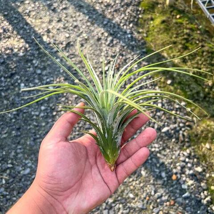 Тилландсия exerta x Velutina