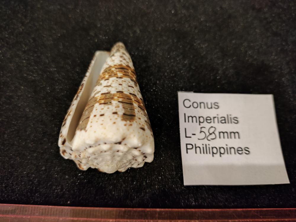 Конус империалис