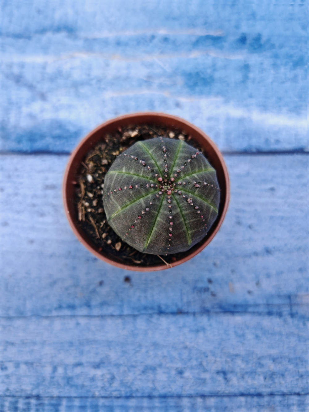 Euphorbia Obesa (Эуфорбия)