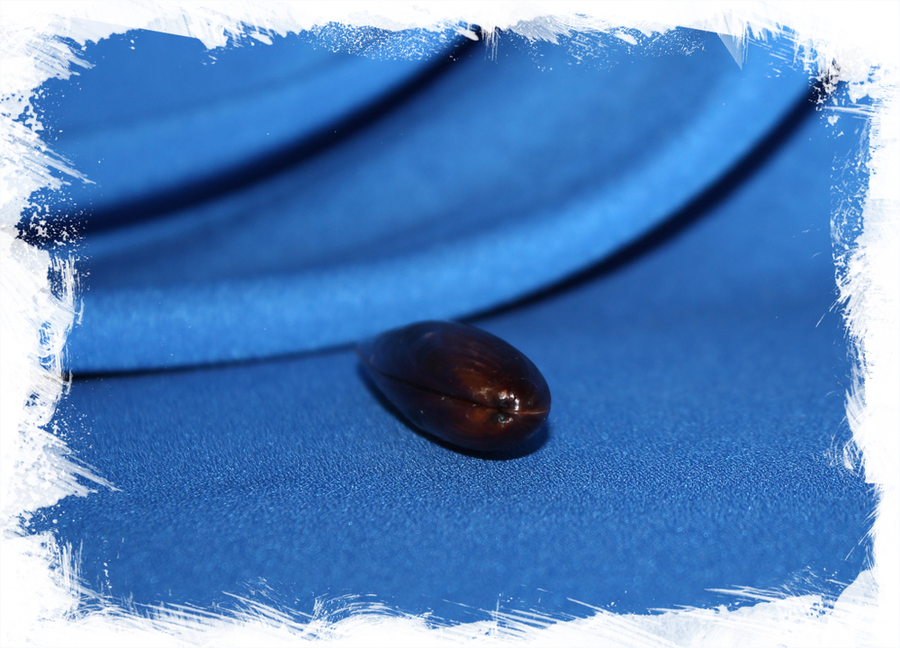 Литофага нигра (Lithophaga Nigra)