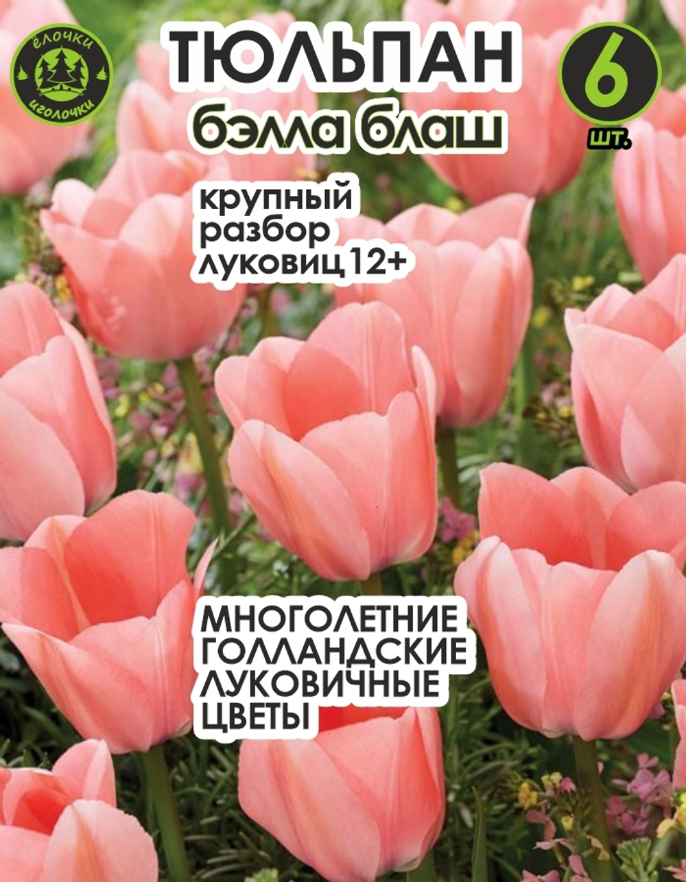 Тюльпан луковичные цветы, бела блаш 6 шт, разбор 12+