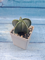 Astrophytum Myriostigma Nudum (Астрофитум)