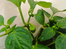 ОМБРОНЕ F1 семена перца сладкого (Sakata | Alexagro)