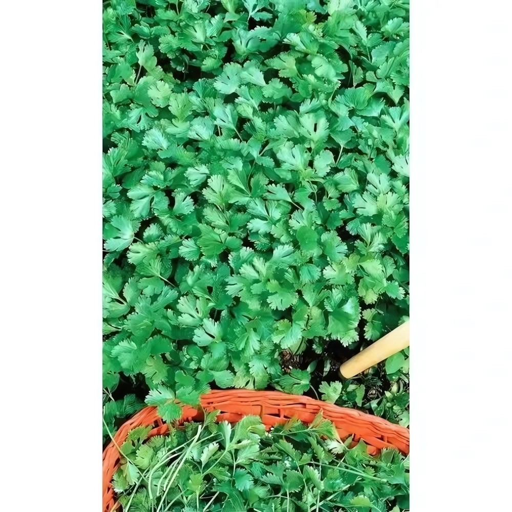 Семена Кориандр (кинза) Здоровяк (УД) 2гр Е/П