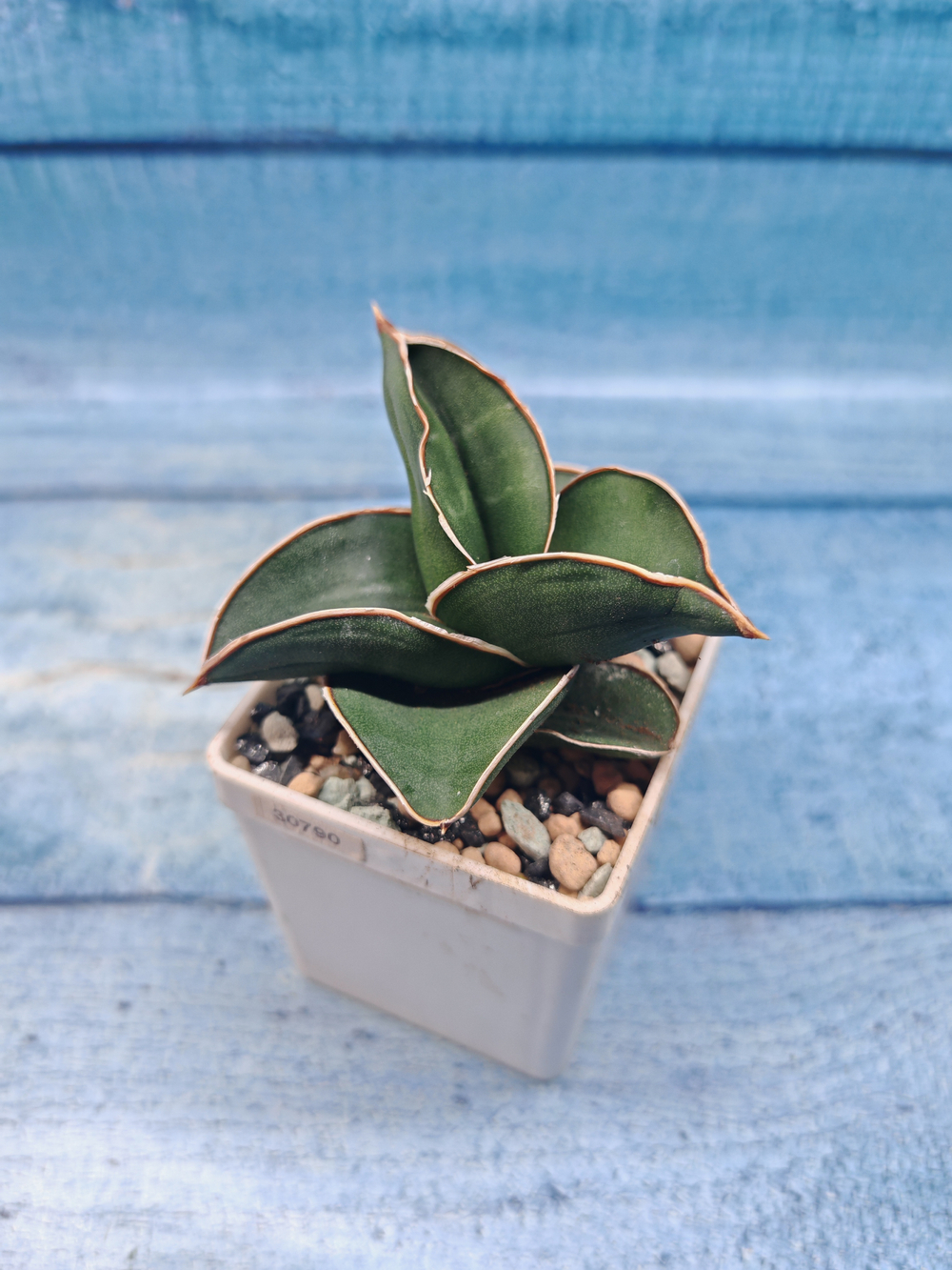 Sansevieria Samurai (Сансевиерия Самурай)