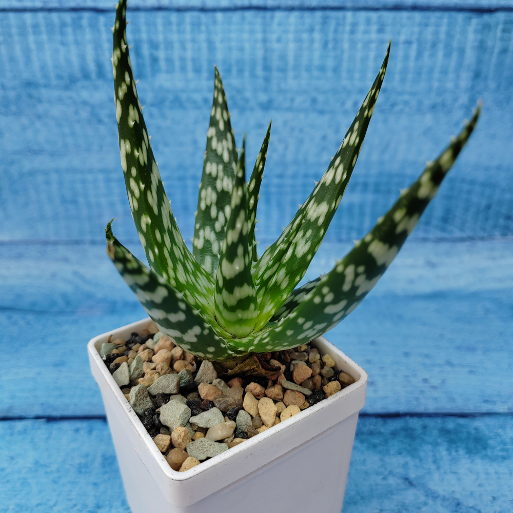 Aloe Bronze Lizard (Алоэ)